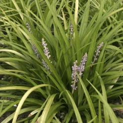 Liriope spicata - Un tapis vert sans effort
