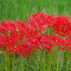 Lis araignée rouge - Floraison surprise en automne