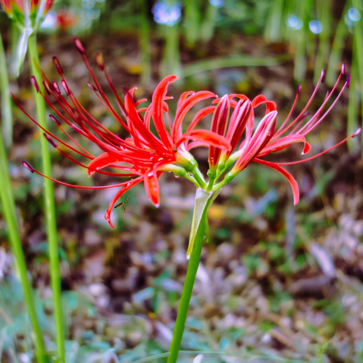 Lis araignée rouge - Floraison surprise en automne