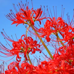 Lis araignée rouge - Floraison surprise en automne