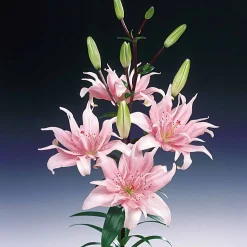 3 Lis asiatique à fleurs doubles Elodie - Le lis rose deux fois plus fleuri