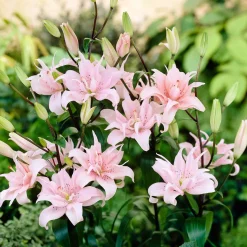 3 Lis asiatique à fleurs doubles Elodie - Le lis rose deux fois plus fleuri