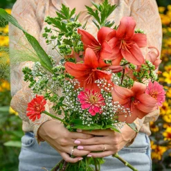 Lis asiatique rouge et mélange de graines de fleurs - Un massif rouge en un été