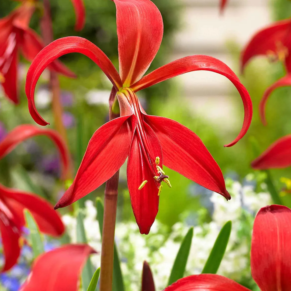 2 Lis de St Jacques - Une fleur rouge spectaculaire