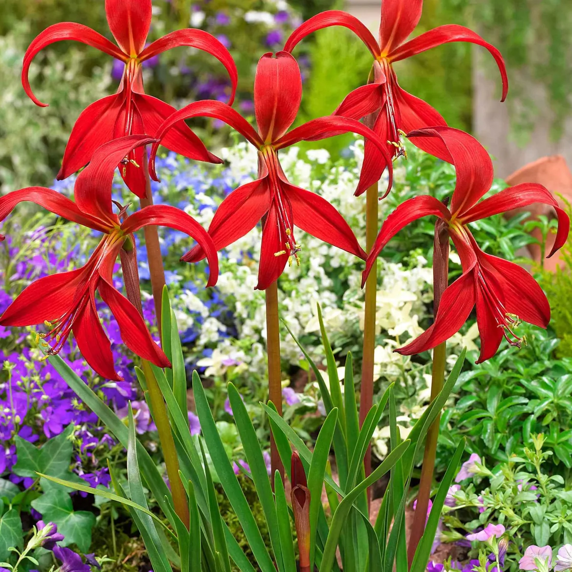 2 Lis de St Jacques - Une fleur rouge spectaculaire