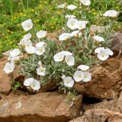 Liseron de Mauritanie Blanc - Cascade blanche tout l'été