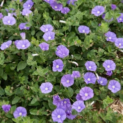 Liseron de Mauritanie Deep Blue - Cascade de bleu tout l'été