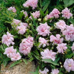 Liseron du japon à fleurs doubles - Une pergola fleurie sans effort