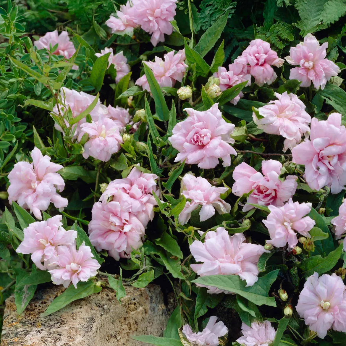 Liseron du japon à fleurs doubles - Une pergola fleurie sans effort
