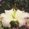 5 Lis géant Pretty Woman - Des fleurs géantes en été