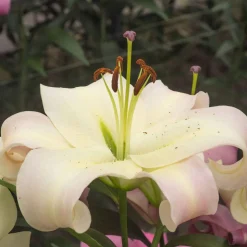 5 Lis géant Pretty Woman - Des fleurs géantes en été