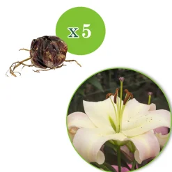 5 Lis géant Pretty Woman - Des fleurs géantes en été
