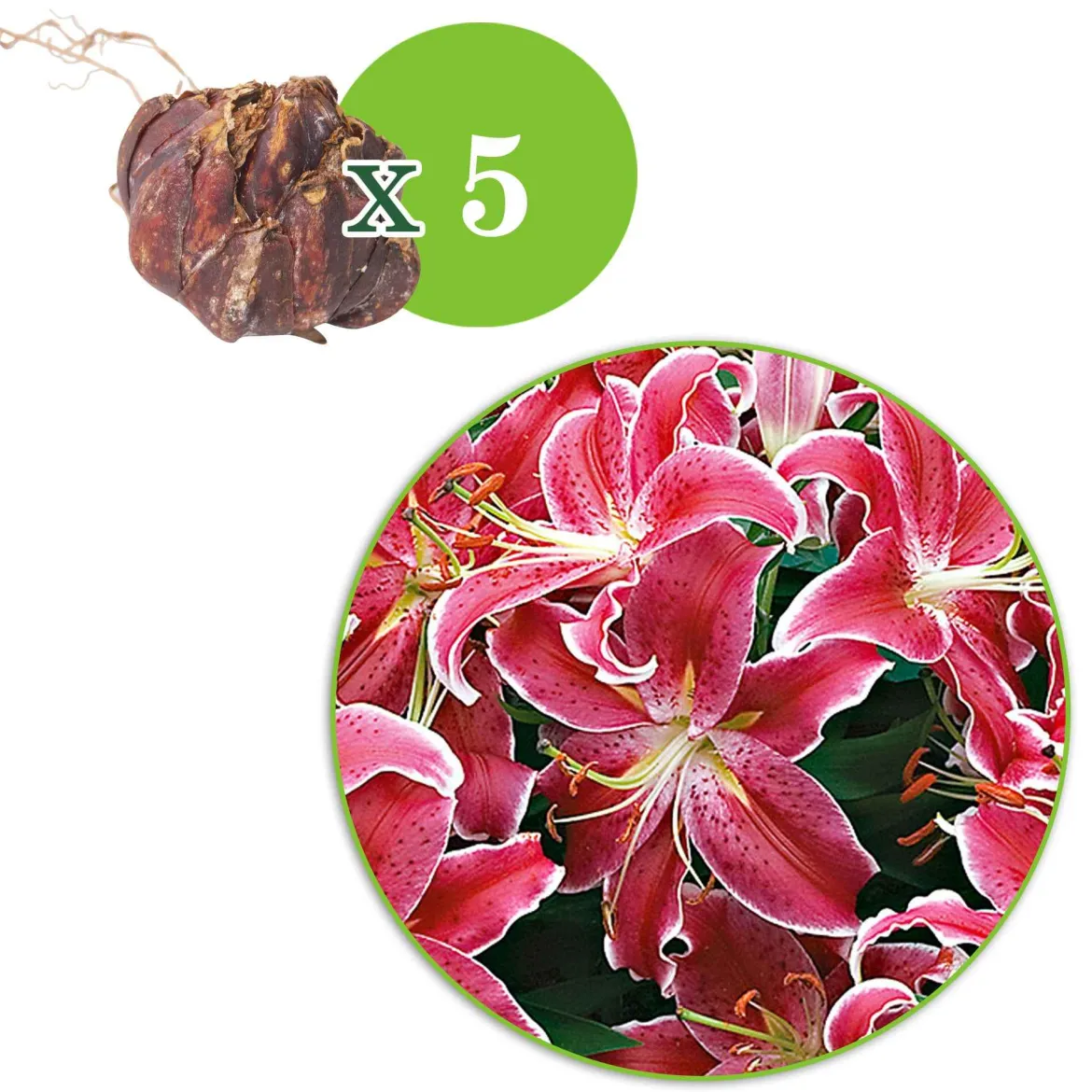 5 Lis géant Starlight Express - Des fleurs géantes parfumées