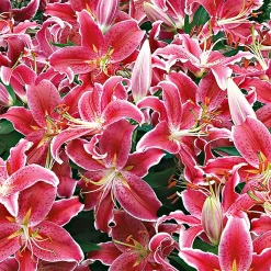5 Lis géant Starlight Express - Des fleurs géantes parfumées