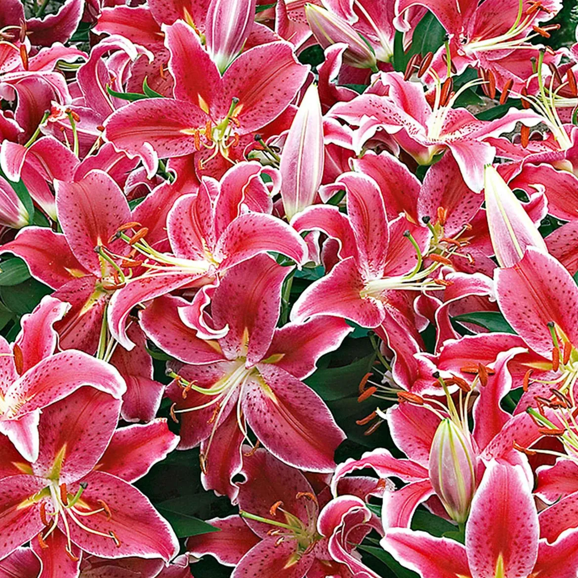 5 Lis géant Starlight Express - Des fleurs géantes parfumées
