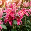 Lis Gomera - Un rose parfumé au jardin