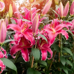 Lis Gomera - Un rose parfumé au jardin