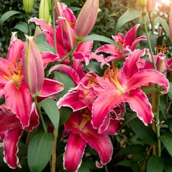 Lis Gomera - Un rose parfumé au jardin