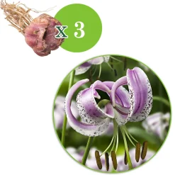 3 Lis lankongense - Un lys sauvage plein de charme