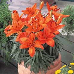 3 Lis orange - L'été en orange vif