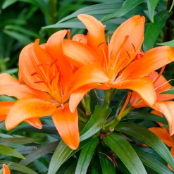 3 Lis orange - L'été en orange vif