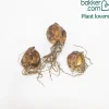 3 Lis orientaux Debby - Un parfum qui remplit le jardin