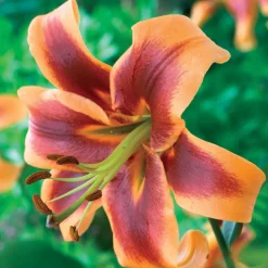 3 Lis orientaux Debby - Un parfum qui remplit le jardin