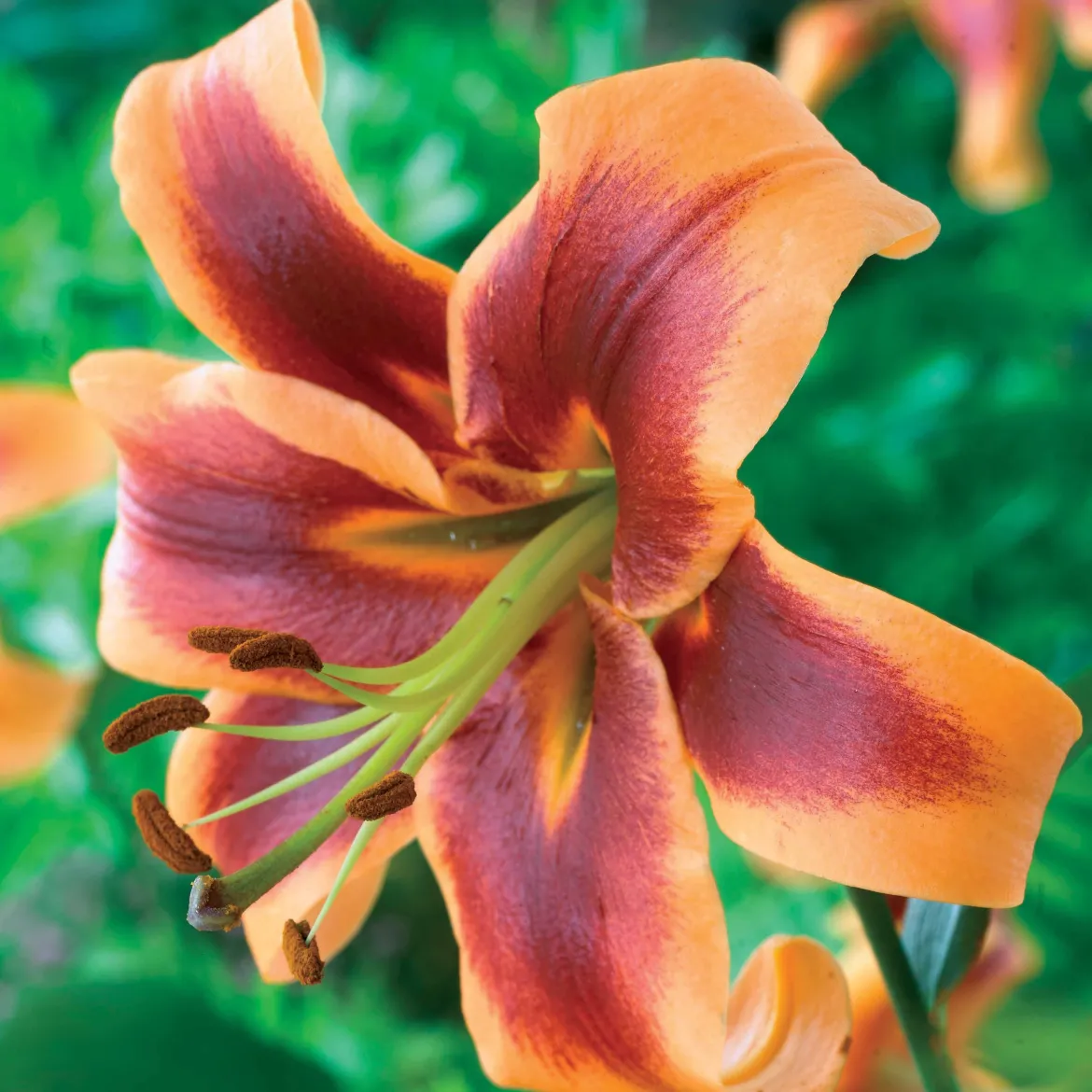3 Lis orientaux Debby - Un parfum qui remplit le jardin