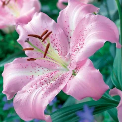 3 Lis orientaux Josephine - Parfum et roses géantes