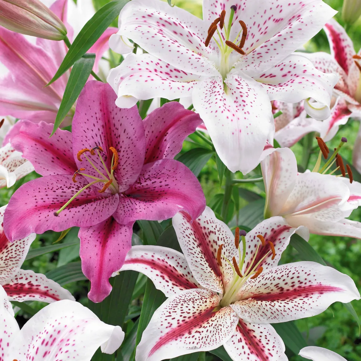 6 Lis orientaux tigrés en mélange - Un parfum d'été qui dure