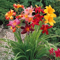 5 Lis perpétuels en mélange - Fleurit tout l'été sans effort