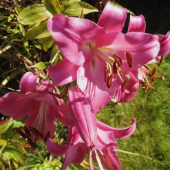 3 Lis Trompette Pink Perfection - Des fleurs XXL tout l'été