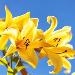 3 Lis Trompette Splendeur dorée - Un été doré au jardin