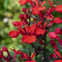 Lobelia écarlate Queen Victoria - Rouge intense au bord de l'eau