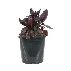 Lobelia écarlate Queen Victoria - Rouge intense au bord de l'eau