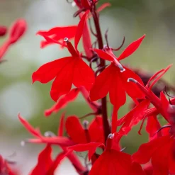 Lobelia écarlate Queen Victoria - Rouge intense au bord de l'eau