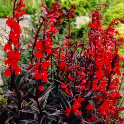 Lobelia écarlate Queen Victoria - Rouge intense au bord de l'eau