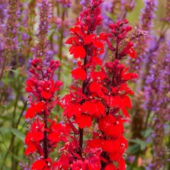 Lobelia écarlate Queen Victoria - Rouge intense au bord de l'eau