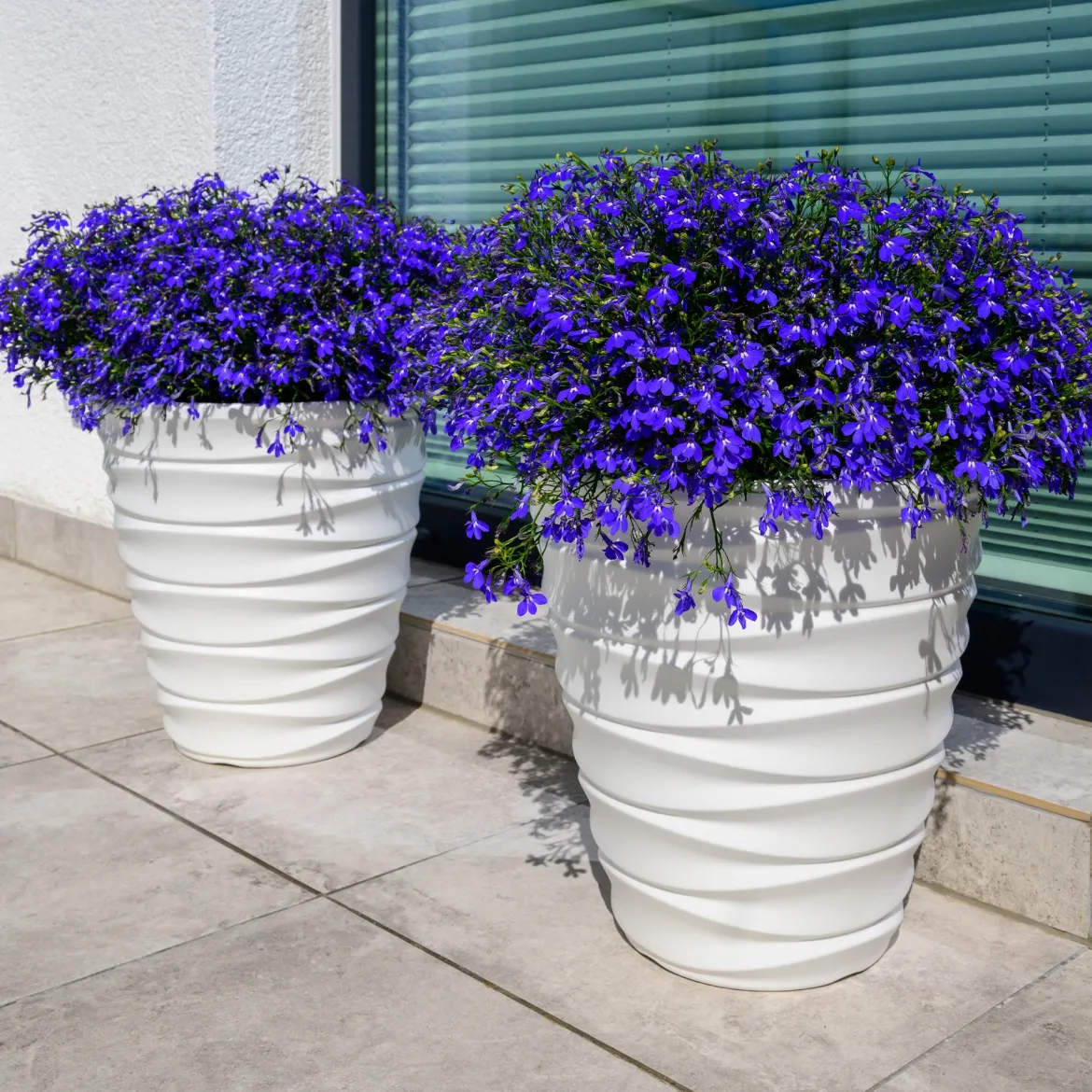 Lobelia Emperor William - Un bleu qui dure tout l'été