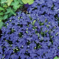 Lobelia Emperor William - Un bleu qui dure tout l'été
