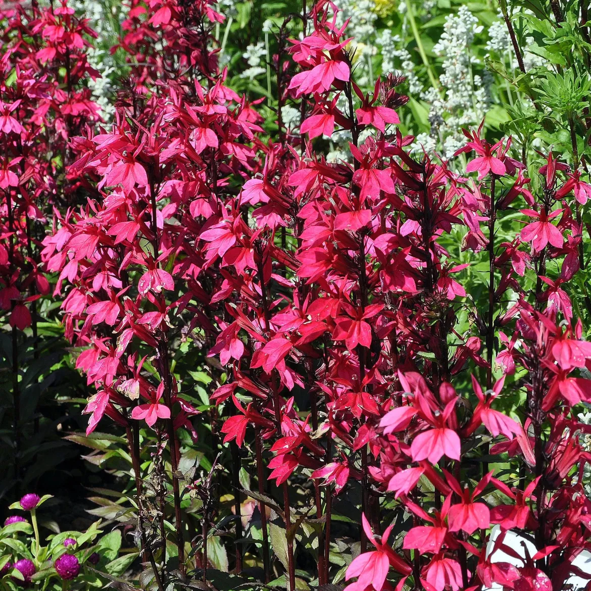 Lobelia Russian Princess - Rouge éclatant tout l'été
