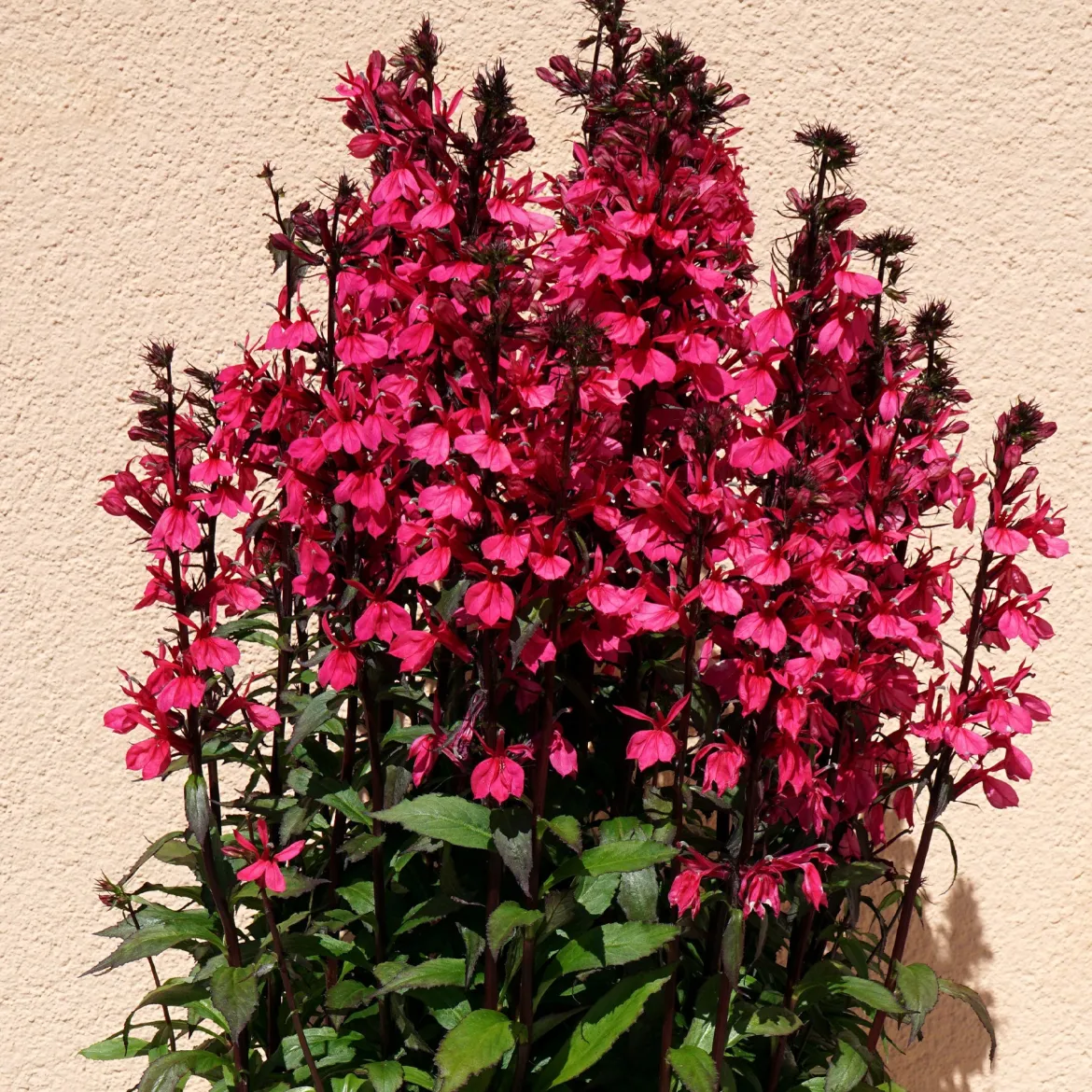 Lobelia Russian Princess - Rouge éclatant tout l'été