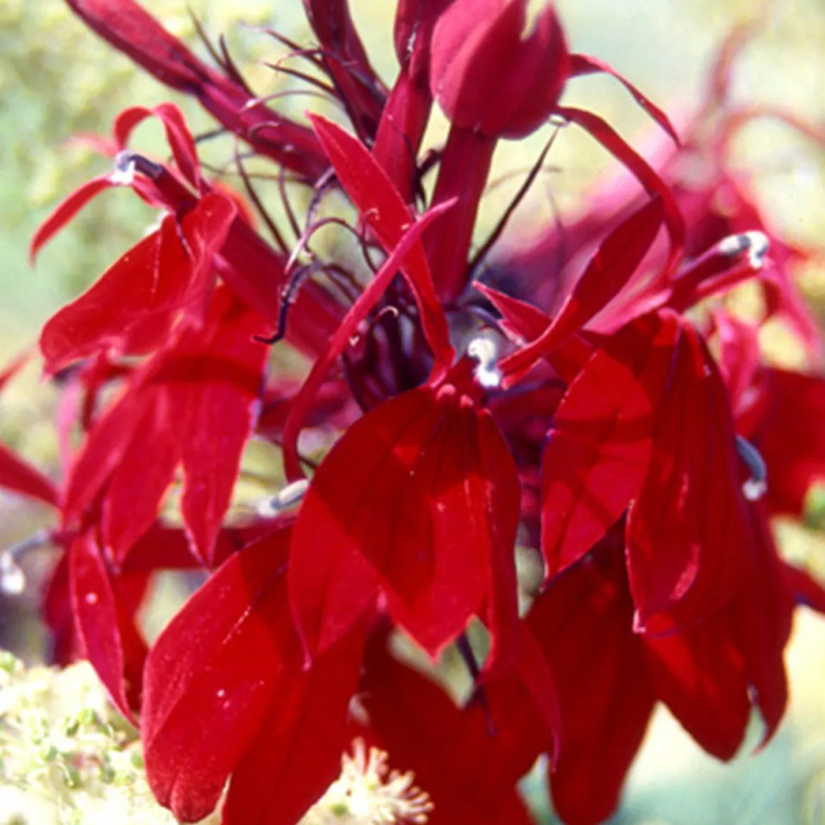 Lobelia Russian Princess - Rouge éclatant tout l'été