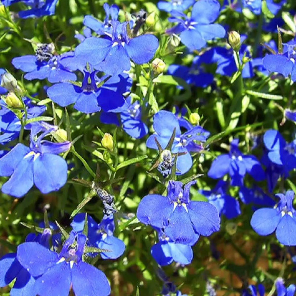 3 Lobelias Azuro - Cascade bleue en un clin d'œil