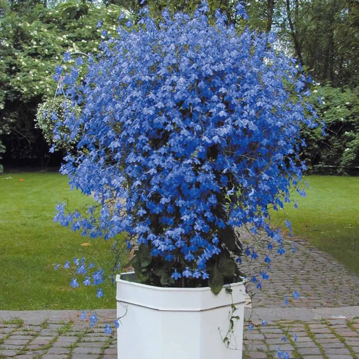 3 Lobelias Azuro - Cascade bleue en un clin d'œil