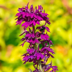 Lobelia Vedrariensis - Des épis violets tout l'été