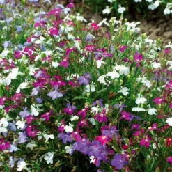 Lobélias Cascades en mélange - Des cascades de fleurs colorées