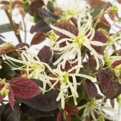 Loropétale de Chine Loropetalum 'Ruby Snow' blanc - Fleurs blanches sur feuillage prune