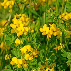 Lotier corniculé - Un tapis d'or plein d'abeilles
