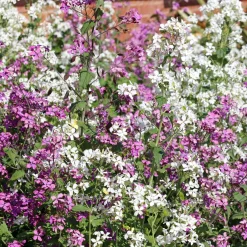 Lunaire annuelle - Monnaie du pape en mélange - Des lunes nacrées au jardin